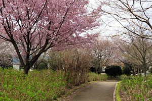 桜咲く相模原北公園 桜咲く相模原北公園