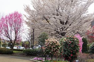 桜咲く相模原北公園
