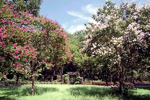 相模原公園の百日紅 相模原公園の百日紅