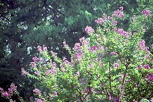相模原公園の百日紅 相模原公園の百日紅