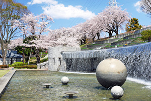 桜咲く水の苑地