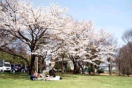 春の中沢池公園