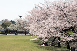 桜咲く鶴牧第二公園