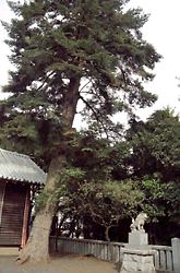 町田市名木百選のモミの木