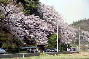 寺家ふるさと村の桜