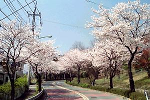 図師町の桜並木