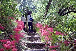 彼岸花の咲く浄慶寺