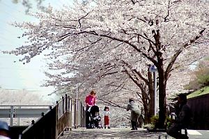 恩田川の桜並木