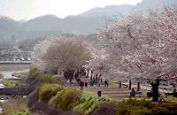 逆光の桜並木