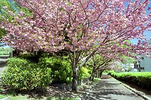 八重桜並木の舗道