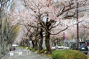 相模原の桜並木
