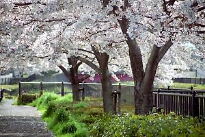 湯殿川河畔の桜