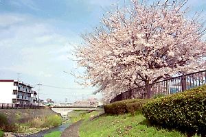 湯殿川河畔の桜