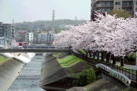乞田川の桜並木