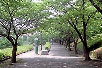桜並木の舗道