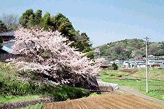 農家脇の桜