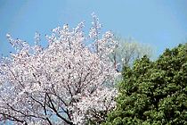 道脇の桜