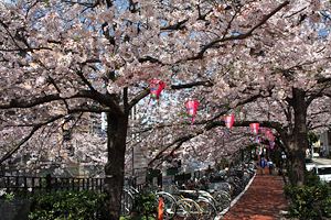 大岡川の桜並木