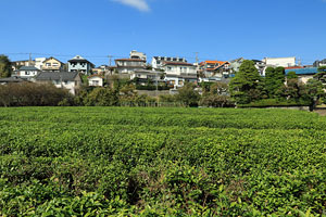 山田川河畔の茶畑