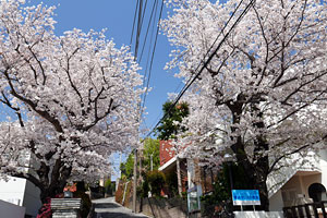 三育幼稚園前の桜