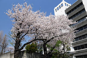 スチュワートプラザ横の桜