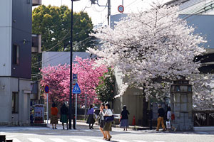 シドモア桜