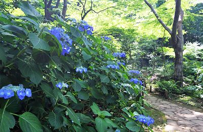 紫陽花の咲く六義園 紫陽花の咲く六義園