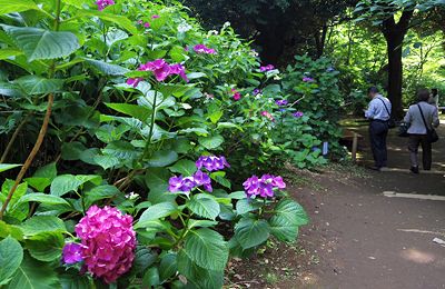 紫陽花の咲く六義園 紫陽花の咲く六義園
