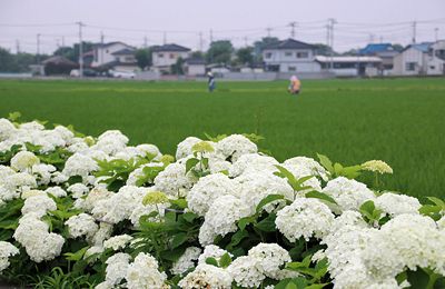 ふじとあじさいの道 ふじとあじさいの道
