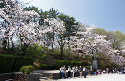 桜咲く多摩川台公園