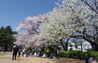 桜咲く多摩川台公園