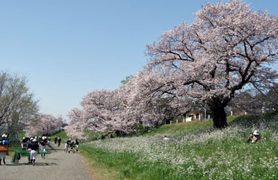 桜咲く多摩川河岸