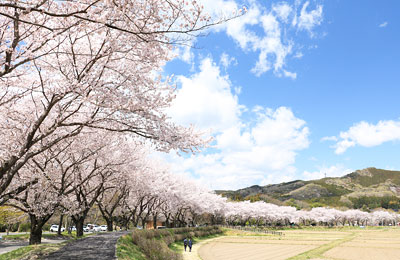 桜咲く巾着田 桜咲く巾着田