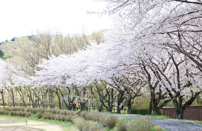 桜咲く巾着田 桜咲く巾着田