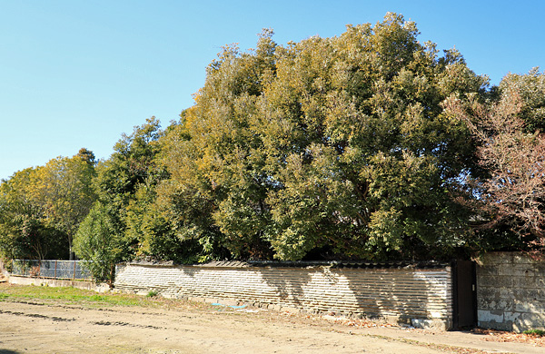 �����X�� �I���h