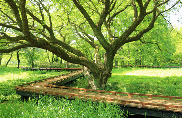 �x�q���̍炭������