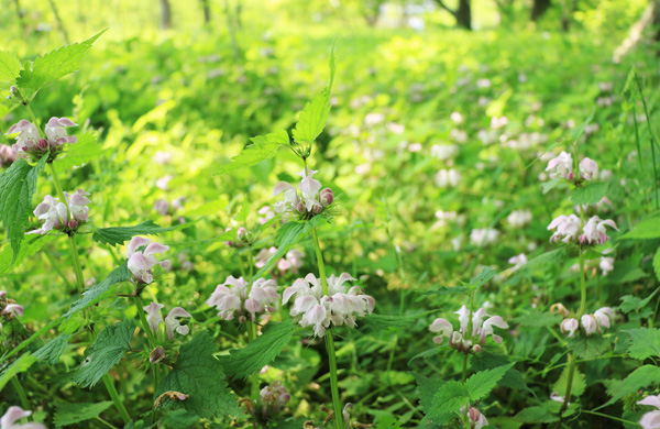 �x�q���̍炭������