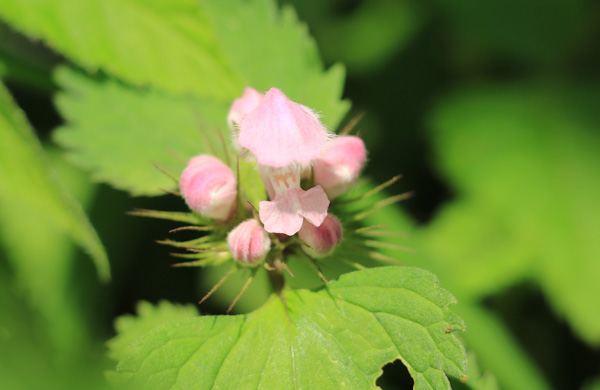 �x�q���̍炭������