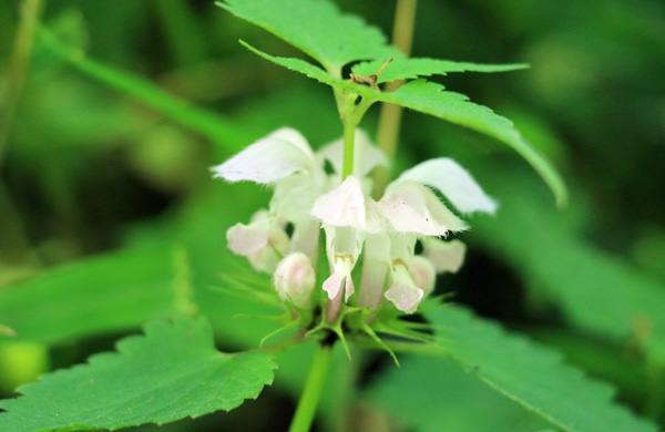 �x�q���̍炭������