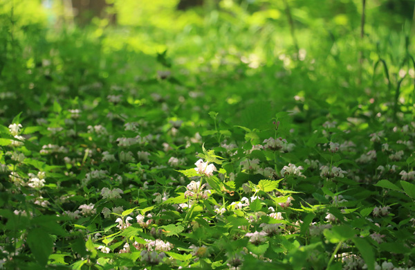 �x�q���̍炭������