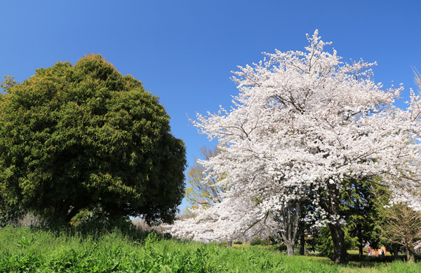 ���炭�H�������