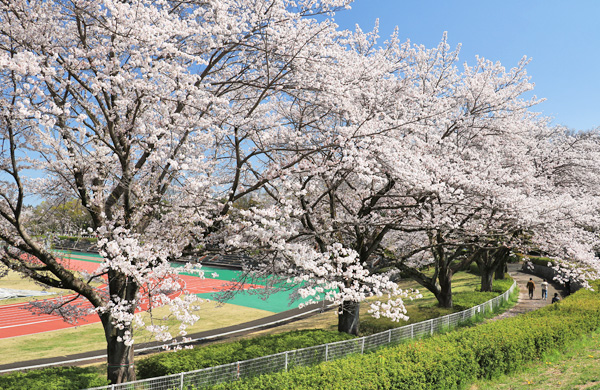 ���炭�H�������