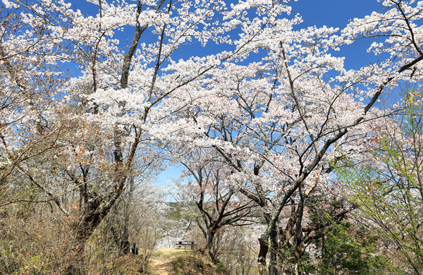 ���炭�������