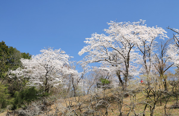 ���炭�������