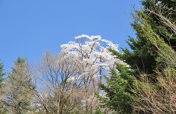 ���炭�������