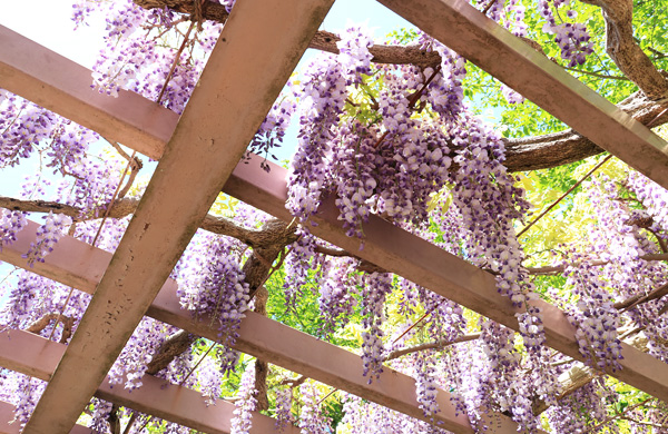 ���̍炭���������