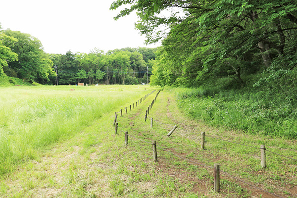 野津田 野津田