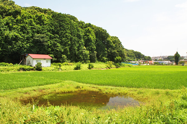 恩田 恩田