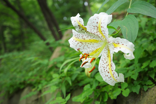 山百合の咲く片倉城跡公園 山百合の咲く片倉城跡公園