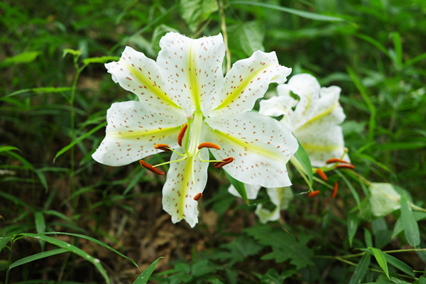 山百合の咲く片倉城跡公園 山百合の咲く片倉城跡公園